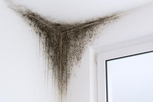 Traitement des moisissures humidité paris